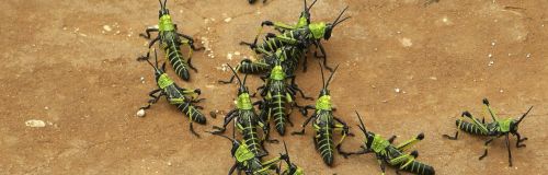 giving to grasshoppers
