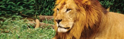 bold as a lion