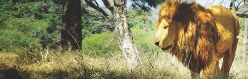 phantom lions