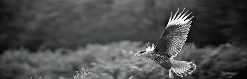 flying