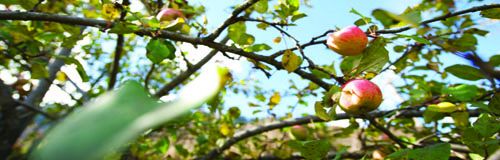 expecting fruit