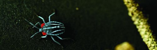 origin of the species