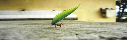strong as an ant